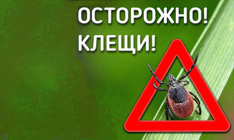 Осторожно, клещи!